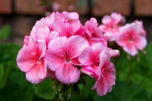 Популярные цветы для сада. Садовые цветы: фото, названия и описания (каталог)