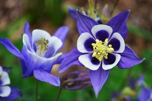 Популярные цветы для сада. Садовые цветы: фото, названия и описания (каталог)