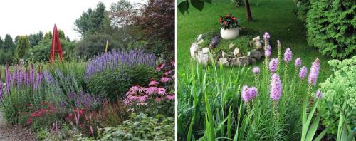 Необычные многолетние цветы для сада. Многолетние цветы для дачи