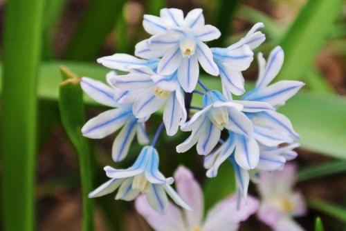 Популярные цветы для сада. Садовые цветы: фото, названия и описания (каталог)