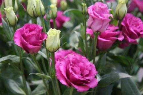 Популярные цветы для сада. Садовые цветы: фото, названия и описания (каталог)