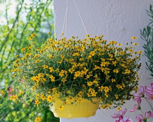 Во что можно посадить цветы на улице. Какие цветы можно посадить в кашпо на улице