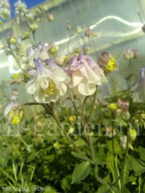 Как посадить многолетние цветы на даче. МНОГОЛЕТНИE ЦВЕТЫ ИЗ СЕМЯН