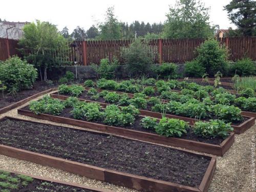 Планировка участка 6 соток 20 н.  Планировка участка с садом, огородом, теплицей и ягодником