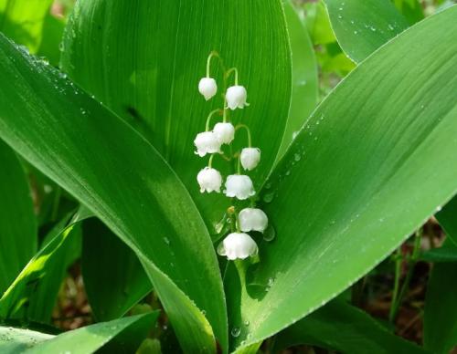 Клумба непрерывного цветения с пионами. Общие правила соседства