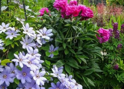Клумба непрерывного цветения с пионами. Общие правила соседства