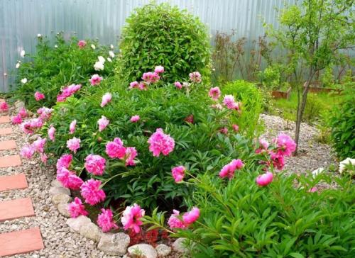 Клумба непрерывного цветения с пионами. Общие правила соседства