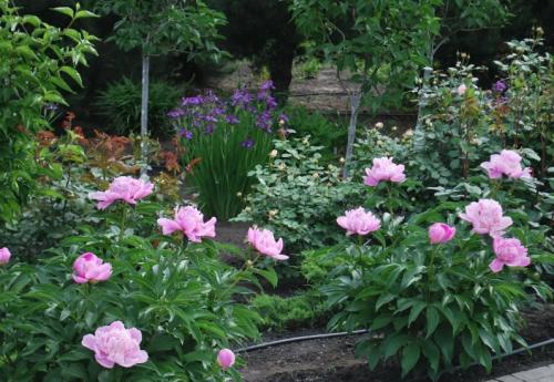 Клумба непрерывного цветения с пионами. Общие правила соседства