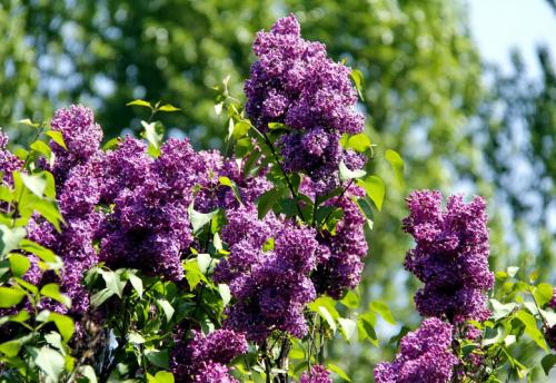 Клумба непрерывного цветения с пионами. Общие правила соседства