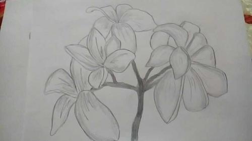 Цветок рисунок легкий. Как нарисовать цветок поэтапно карандашом, красками или фломастером: инструкция для начинающих с описанием всех этапов