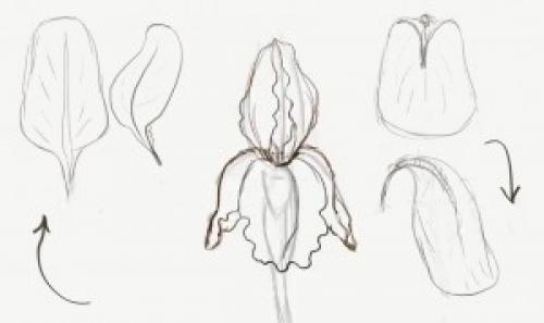 Рисунки цветов карандашом лёгкие. Как рисовать цветы