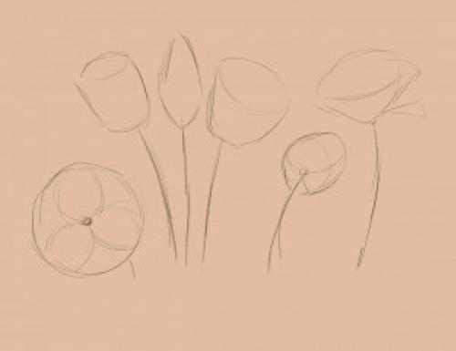 Рисунки цветов карандашом лёгкие. Как рисовать цветы