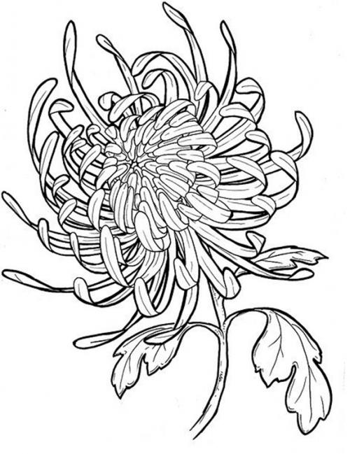 Красивые рисунки цветов. Рисунки цветов
