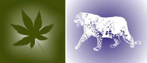 Как и чем нарисовать цветы на стене. Разновидности трафаретов