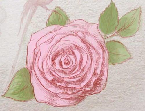 Цветок рисунок легкий. Как нарисовать цветок поэтапно карандашом, красками или фломастером: инструкция для начинающих с описанием всех этапов