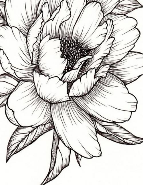 Красивые рисунки цветов. Рисунки цветов