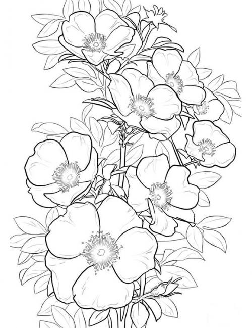 Красивые рисунки цветов. Рисунки цветов