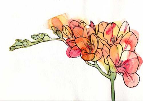 Красивые рисунки цветов. Рисунки цветов