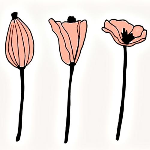 Красивые рисунки цветов. Рисунки цветов