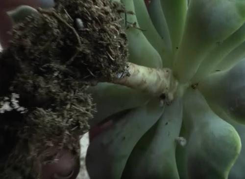 Суккуленты пересадка после покупки. Как проводится пересадка суккулентов после покупки