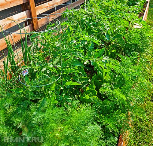 Малоуходный сад на шести сотках своими руками.. Малоуходный сад на небольшом участке 03