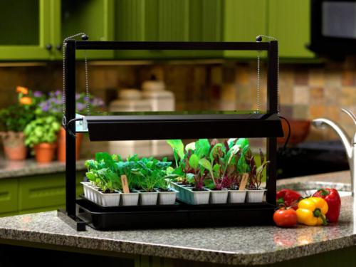 10 полезных товаров для создания мини-огорода на подоконнике. Как создать мини-огород в городской квартире?