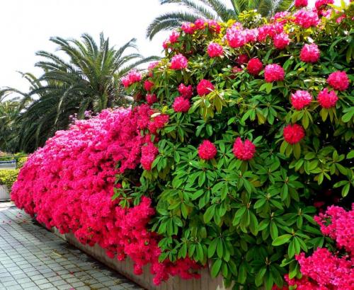 Растения для ландшафтного дизайна. Декоративные растения — лучшие и самые популярные растения для сада (115 фото)