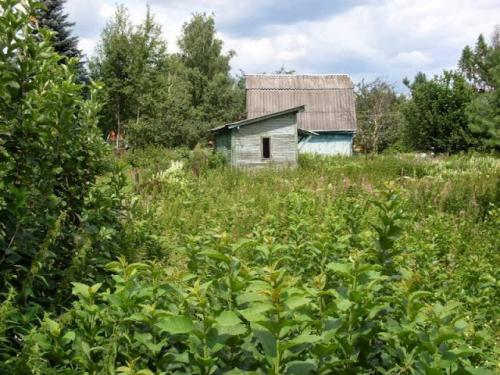 Как восстановить заброшенный сад. КАК ВОССТАНОВИТЬ ЗАБРОШЕННЫЙ УЧАСТОК?