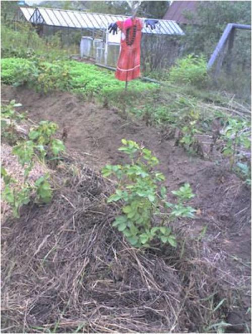 Каталог статей по методам природного земледелия. Видео. Результаты природного земледелия. 14