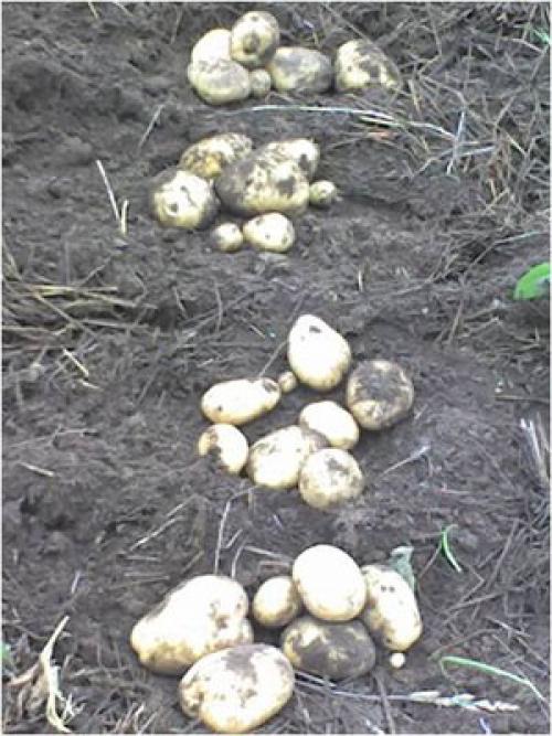 Каталог статей по методам природного земледелия. Видео. Результаты природного земледелия. 16