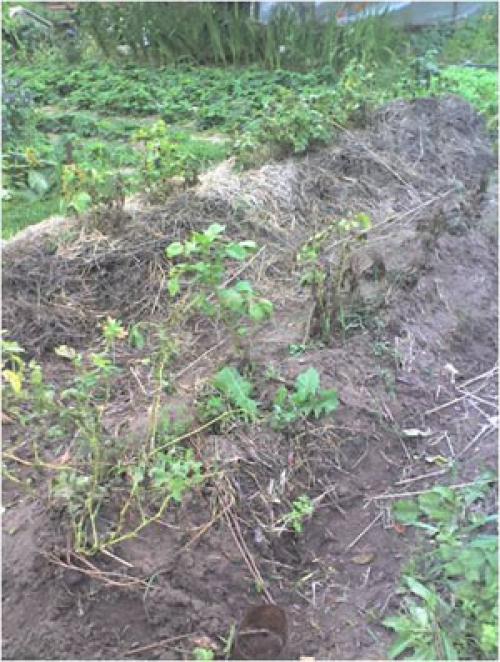 Каталог статей по методам природного земледелия. Видео. Результаты природного земледелия. 13