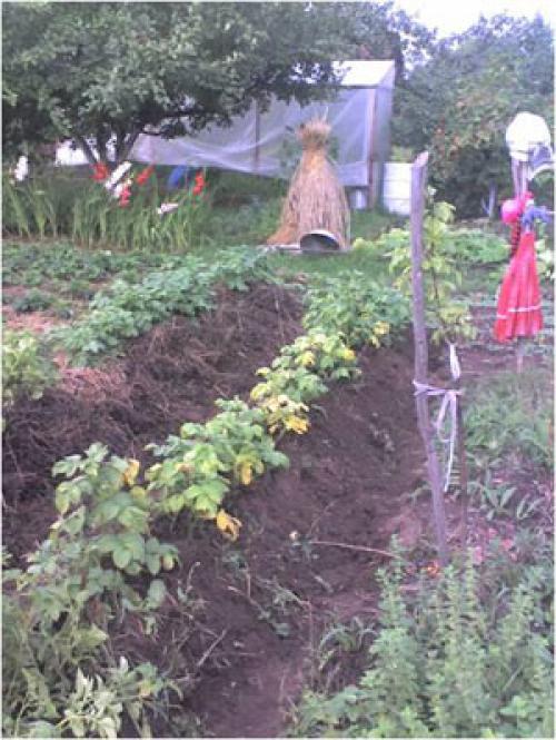 Каталог статей по методам природного земледелия. Видео. Результаты природного земледелия. 11