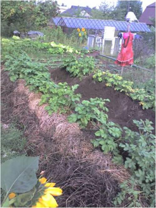 Каталог статей по методам природного земледелия. Видео. Результаты природного земледелия. 12