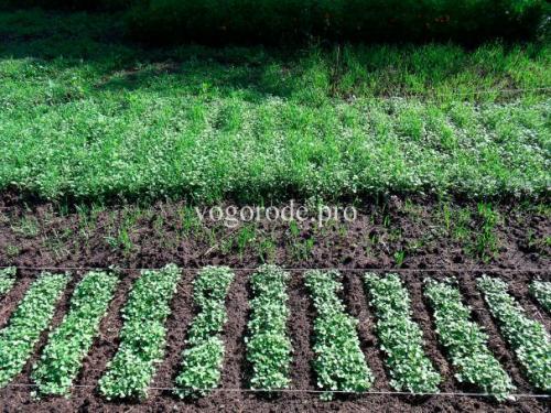 Каталог статей по методам природного земледелия. Видео. Результаты природного земледелия.