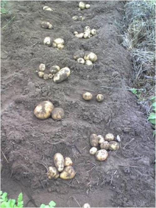 Каталог статей по методам природного земледелия. Видео. Результаты природного земледелия. 15