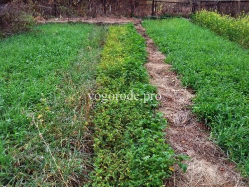 Каталог статей по методам природного земледелия. Видео. Результаты природного земледелия.