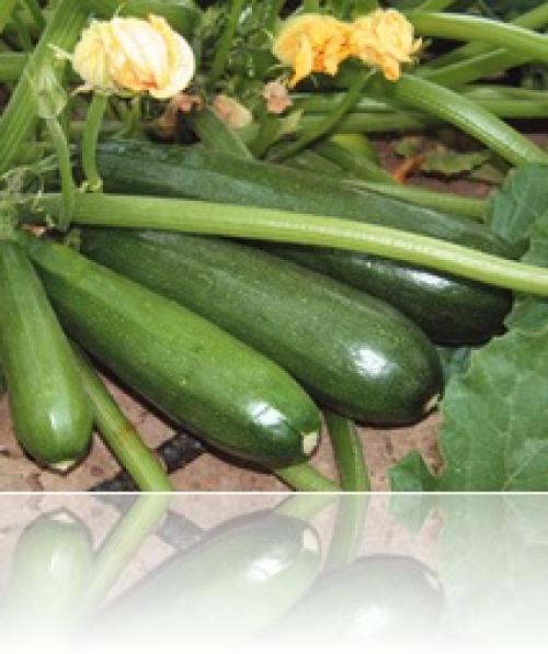 Органическое природное земледелие на дачном.. В чём суть органического земледелия? 01