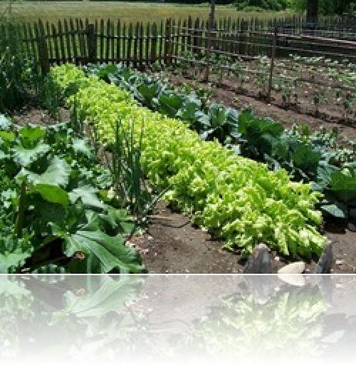 Органическое природное земледелие на дачном.. В чём суть органического земледелия? 02