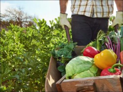 Органическое земледелие это. Что такое органическое сельское хозяйство?