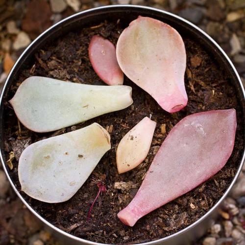 Суккуленты размножение. 3 способа размножения суккулентов