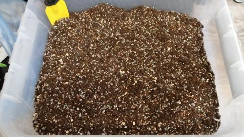 Суккуленты грунт. Составляем грунт для суккулентов