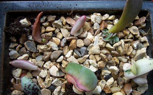 Суккуленты размножение. 3 способа размножения суккулентов