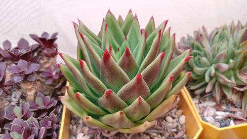 Суккуленты грунт. Составляем грунт для суккулентов