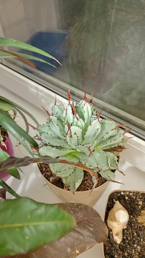 Суккуленты грунт. Составляем грунт для суккулентов