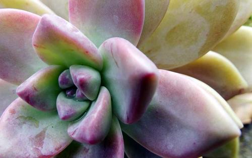 Суккуленты размножение. 3 способа размножения суккулентов