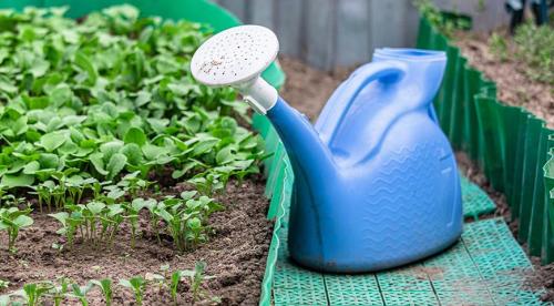 Как правильно расположить грядки на огороде. Декоративный огород: идеи и схемы Огород сегодня — это не только источник Овощей, но и элемент дизайна загородного участка. Статья 03