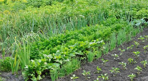 Как правильно расположить грядки на огороде. Декоративный огород: идеи и схемы Огород сегодня — это не только источник Овощей, но и элемент дизайна загородного участка. Статья 01