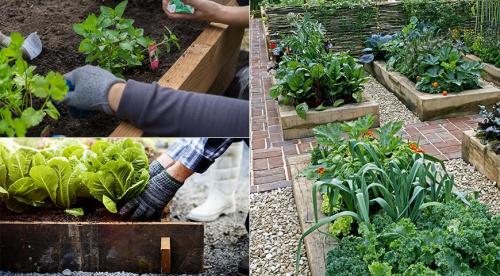 Как правильно расположить грядки на огороде. Декоративный огород: идеи и схемы Огород сегодня — это не только источник Овощей, но и элемент дизайна загородного участка. Статья 02