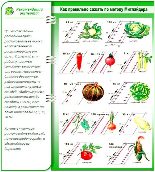 Как правильно расположить грядки Овощей и зелени на огороде. Планировка Огорода под Посадку Овощей — Секреты Успешного Урожая