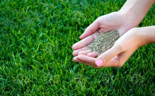 Самая неприхотливая газонная трава и тип газона. Лучшая газонная трава для дачи, которая вытесняет сорняки и не требует ухода